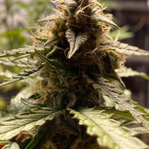 Royal Queen Seeds/ Medusa F1 #4 growlog timeline photo