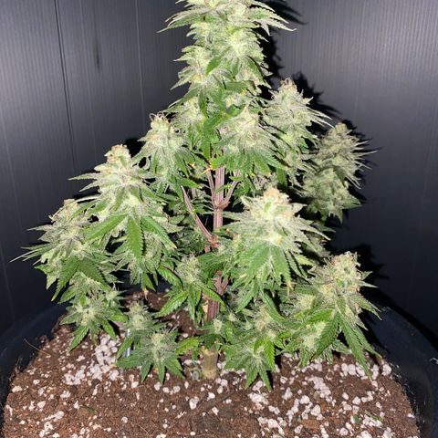 FAT banana #1 growlog timeline photo