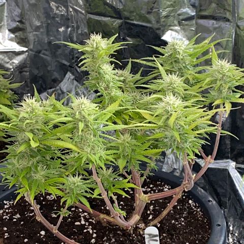 FAT banana #2 growlog timeline photo