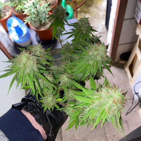 FAT banana #4 growlog timeline photo