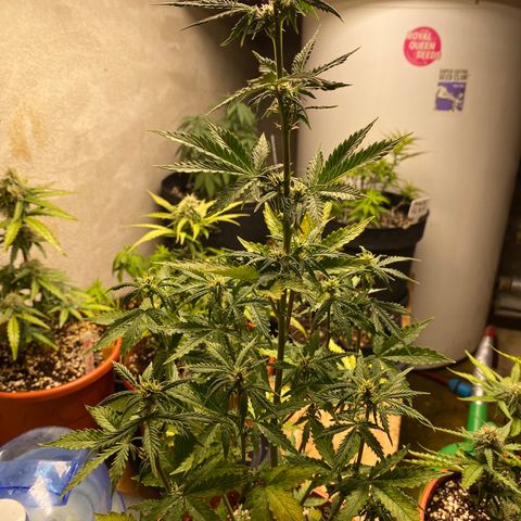 Royal Queen Seeds/ Medusa F1 #1 growlog timeline photo