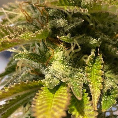 Al Patron #1 growlog timeline photo