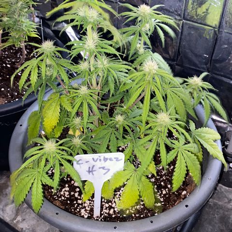 FAT banana #2 growlog timeline photo
