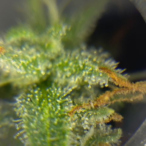 FAT banana #4 growlog timeline photo