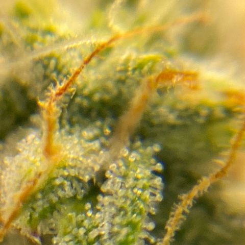 Royal Queen Seeds/ Medusa F1 #4 growlog timeline photo