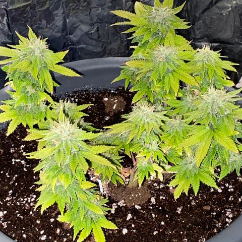 Al Patron #2 growlog timeline photo