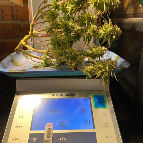 Al Patron #1 growlog timeline photo