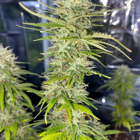 FAT banana #2 growlog timeline photo