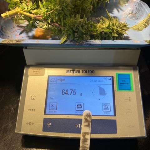 FAT banana #1 growlog timeline photo