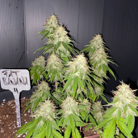 FAT banana #4 growlog timeline photo