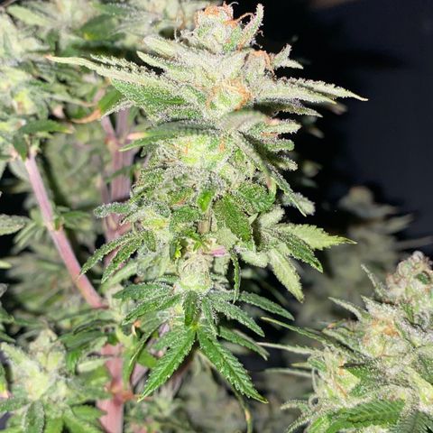 FAT banana #1 growlog timeline photo