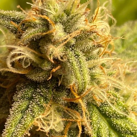 Royal Queen Seeds/ Medusa F1 #4 growlog timeline photo