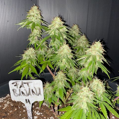 FAT banana #4 growlog timeline photo