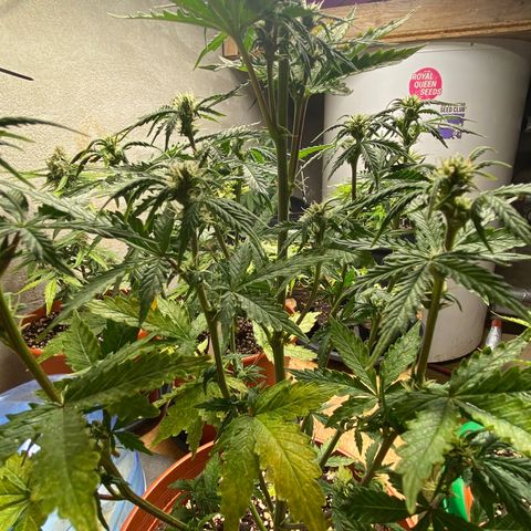 Royal Queen Seeds/ Medusa F1 #1 growlog timeline photo
