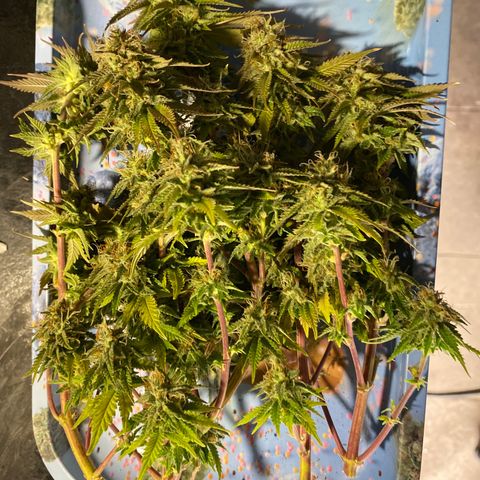 Al Patron #1 growlog timeline photo