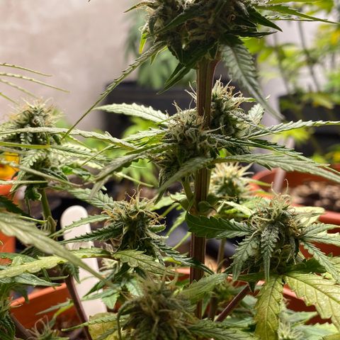 Royal Queen Seeds/ Medusa F1 #3 growlog timeline photo