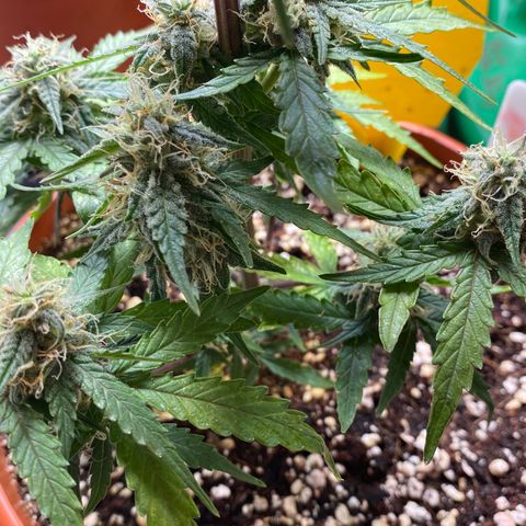 Royal Queen Seeds/ Medusa F1 #4 growlog timeline photo