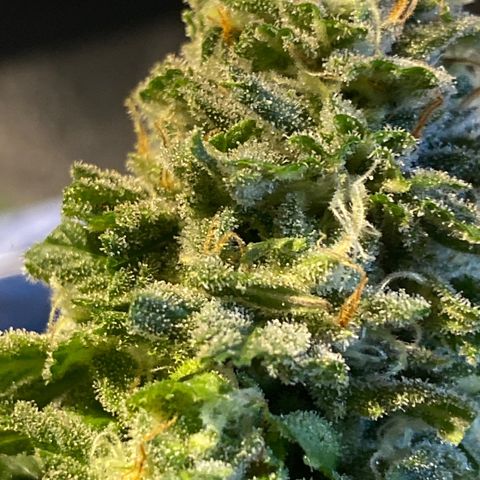 FAT banana #1 growlog timeline photo