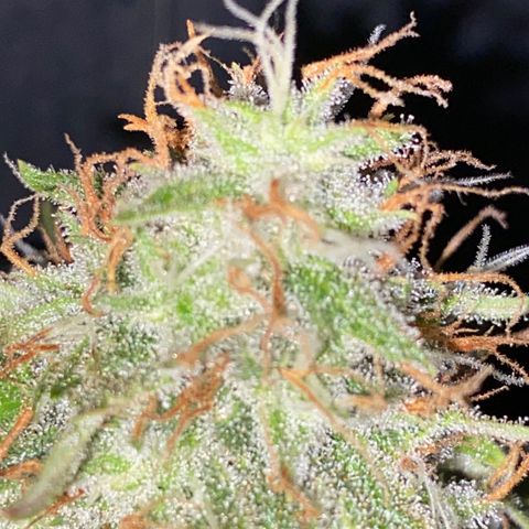 FAT banana #4 growlog timeline photo