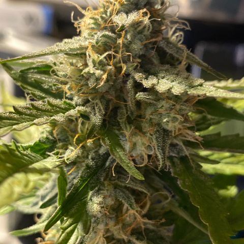 Royal Queen Seeds/ Medusa F1 #4 growlog timeline photo