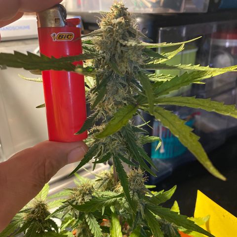 Royal Queen Seeds/ Medusa F1 #4 growlog timeline photo
