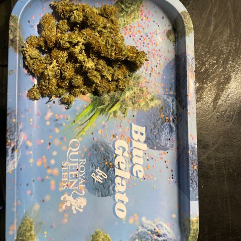 Al Patron #1 growlog timeline photo
