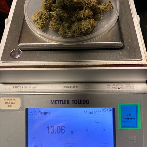 Al Patron #1 growlog timeline photo