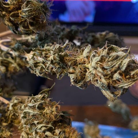 FAT banana #4 growlog timeline photo