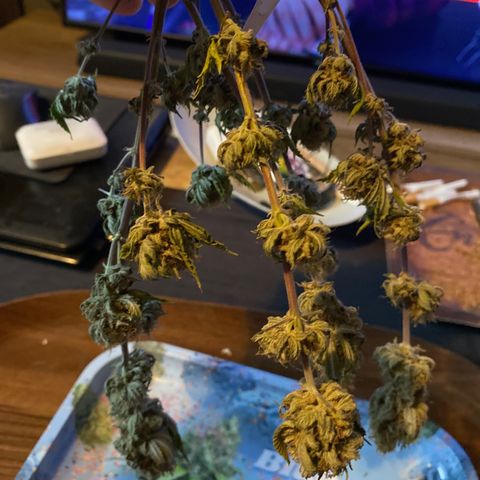 FAT banana #3 growlog timeline photo