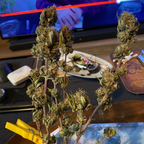 FAT banana #3 growlog timeline photo