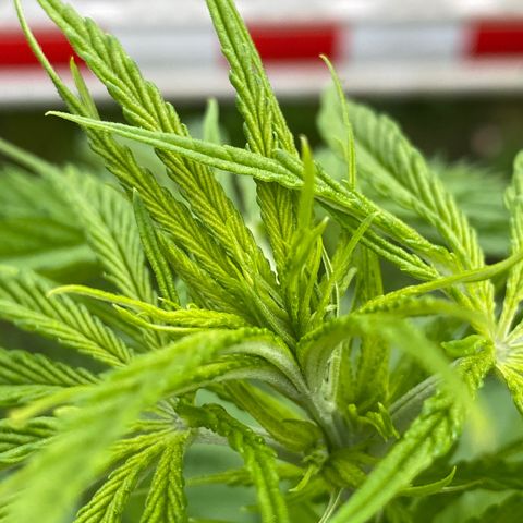 Hollands Hope  #1 growlog timeline photo