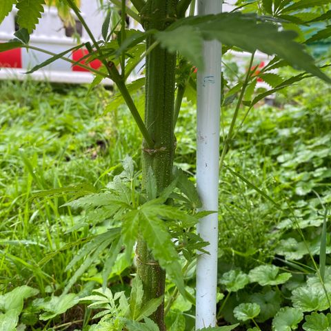 Hollands Hope  #1 growlog timeline photo