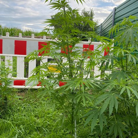 Hollands Hope  #1 growlog timeline photo