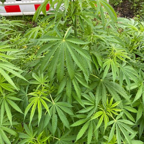 Hollands Hope  #2 growlog timeline photo