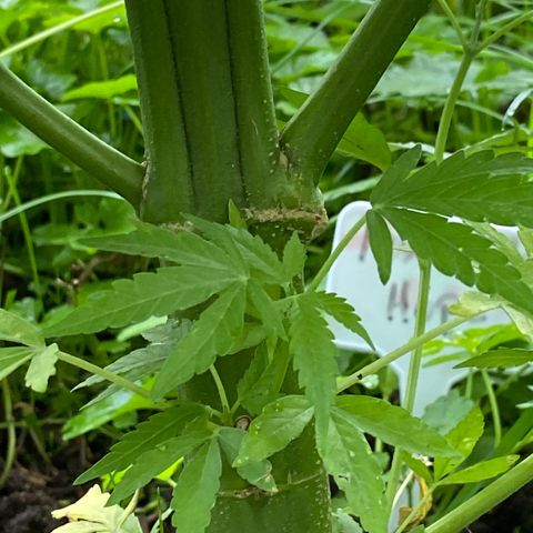 Hollands Hope  #2 growlog timeline photo