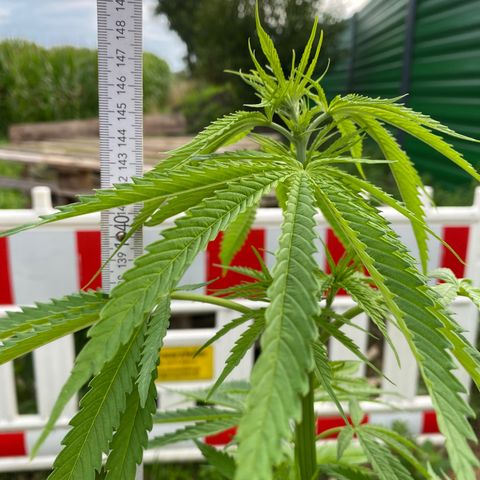 Hollands Hope  #1 growlog timeline photo