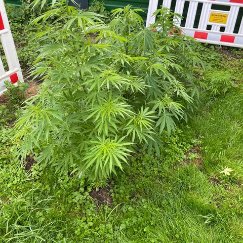 Hollands Hope  #2 growlog timeline photo