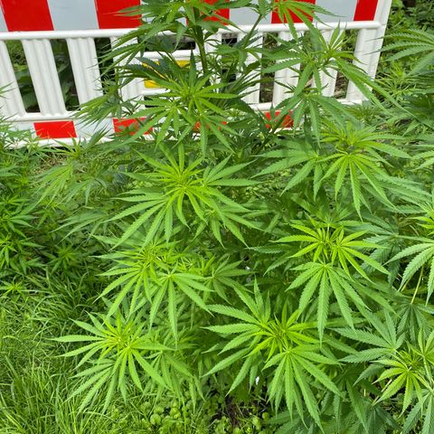 Hollands Hope  #1 growlog timeline photo