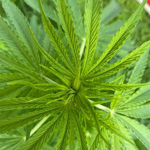 Hollands Hope  #1 growlog timeline photo