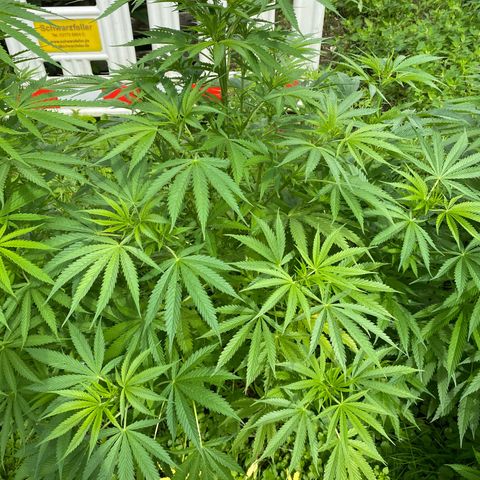 Hollands Hope  #2 growlog timeline photo