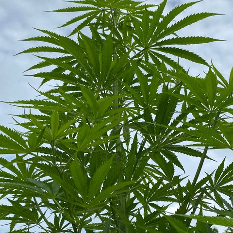 Hollands Hope  #2 growlog timeline photo