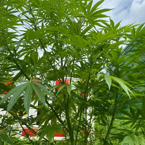 Hollands Hope  #2 growlog timeline photo