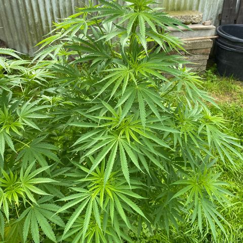 Hollands Hope  #1 growlog timeline photo