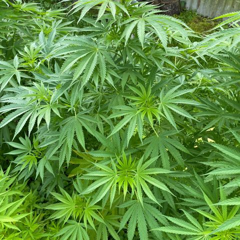 Hollands Hope  #2 growlog timeline photo