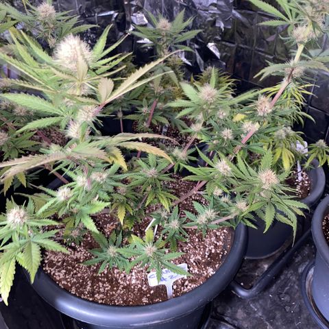 C- Vibez  #2 growlog timeline photo