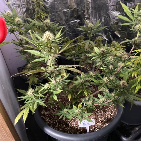 C- Vibez  #2 growlog timeline photo