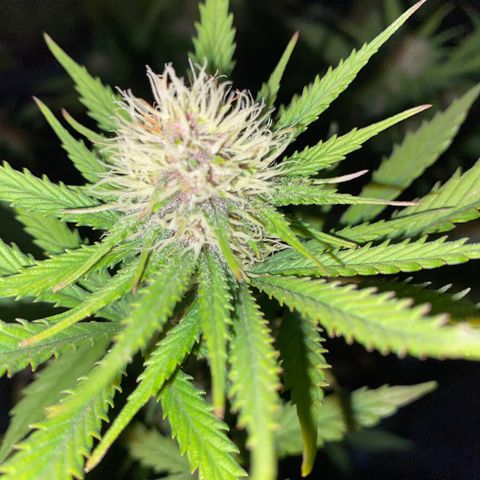 C- Vibez  #2 growlog timeline photo
