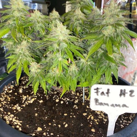 FAT banana #2 growlog timeline photo