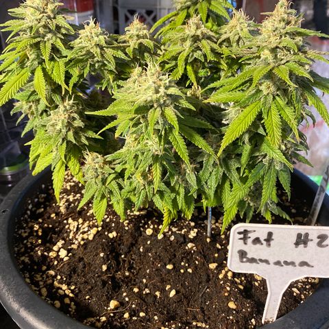FAT banana #2 growlog timeline photo