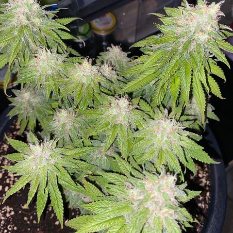 FAT banana #2 growlog timeline photo